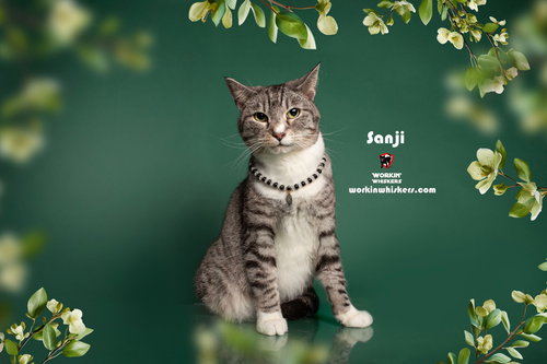 SANJI - Domestic Short Hair / Tabby available for adoption
