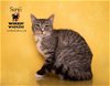 adoptable Cat in hemet, CA named SANJI