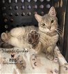adoptable Cat in  named MERCEDES GARDNER