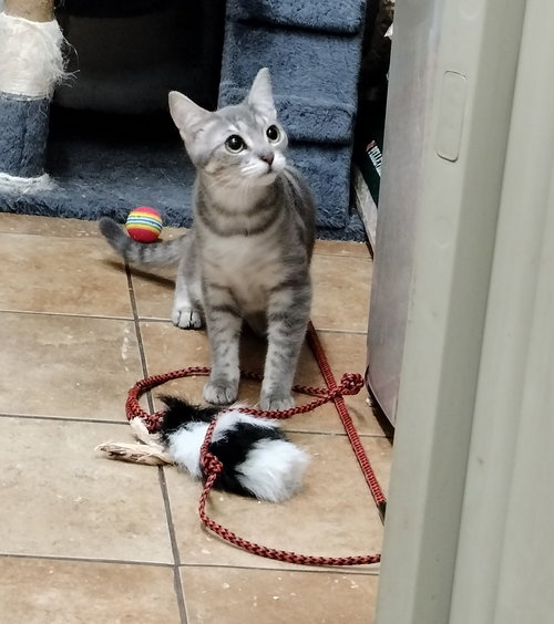 MERCEDES GARDNER - Domestic Short Hair / Tabby available for adoption