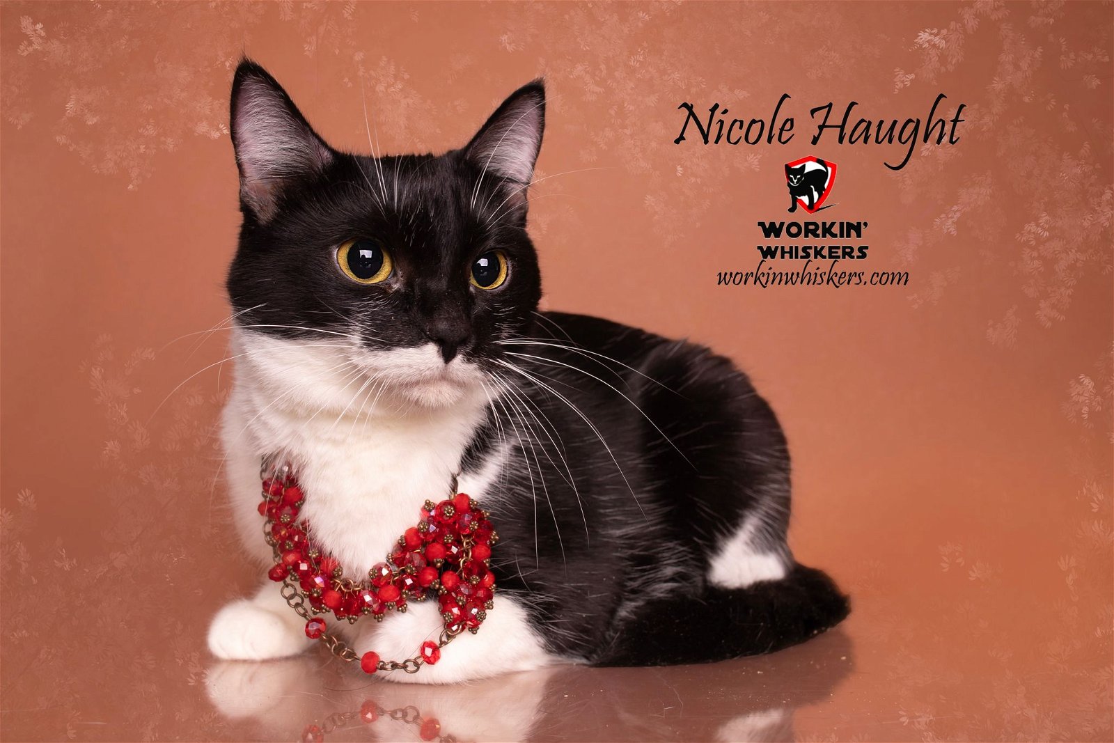 adoptable Cat in Hemet, CA named NICOLE HAUGHT