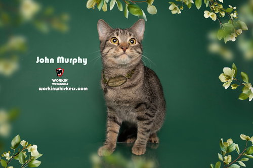 JOHN MURPHY - Egyptian Mau / Tabby available for adoption