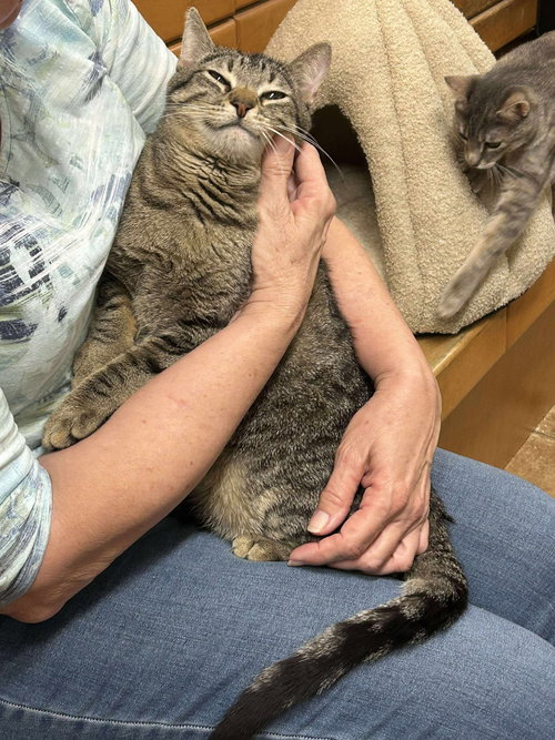 JOHN MURPHY - Egyptian Mau / Tabby available for adoption