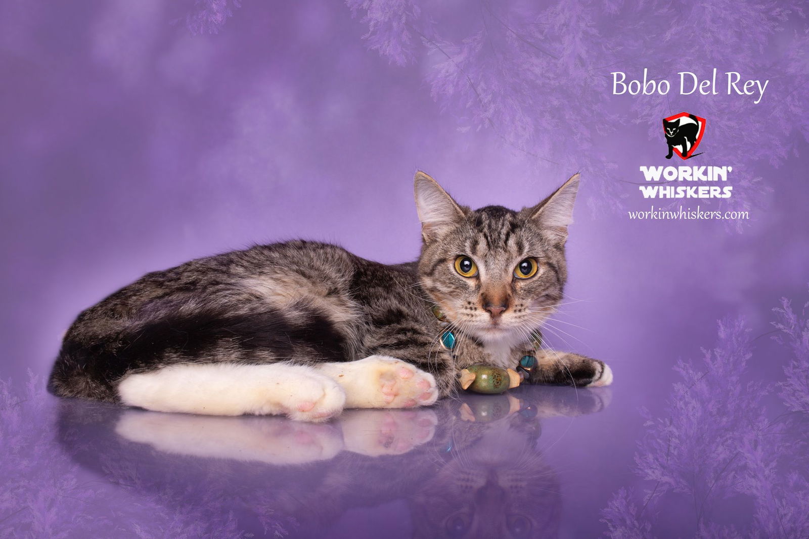 adoptable Cat in Hemet, CA named BOBO DEL REY