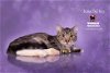 adoptable Cat in hemet, CA named BOBO DEL REY
