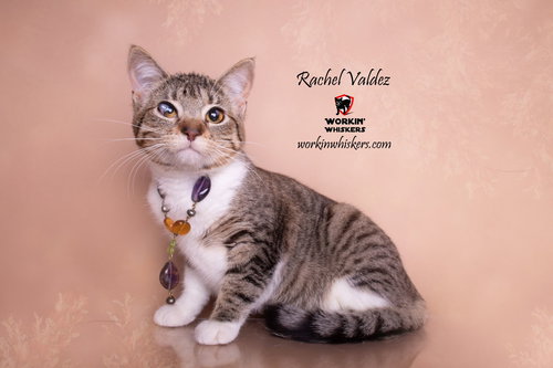 RACHEL VALDEZ - Egyptian Mau / Tabby available for adoption