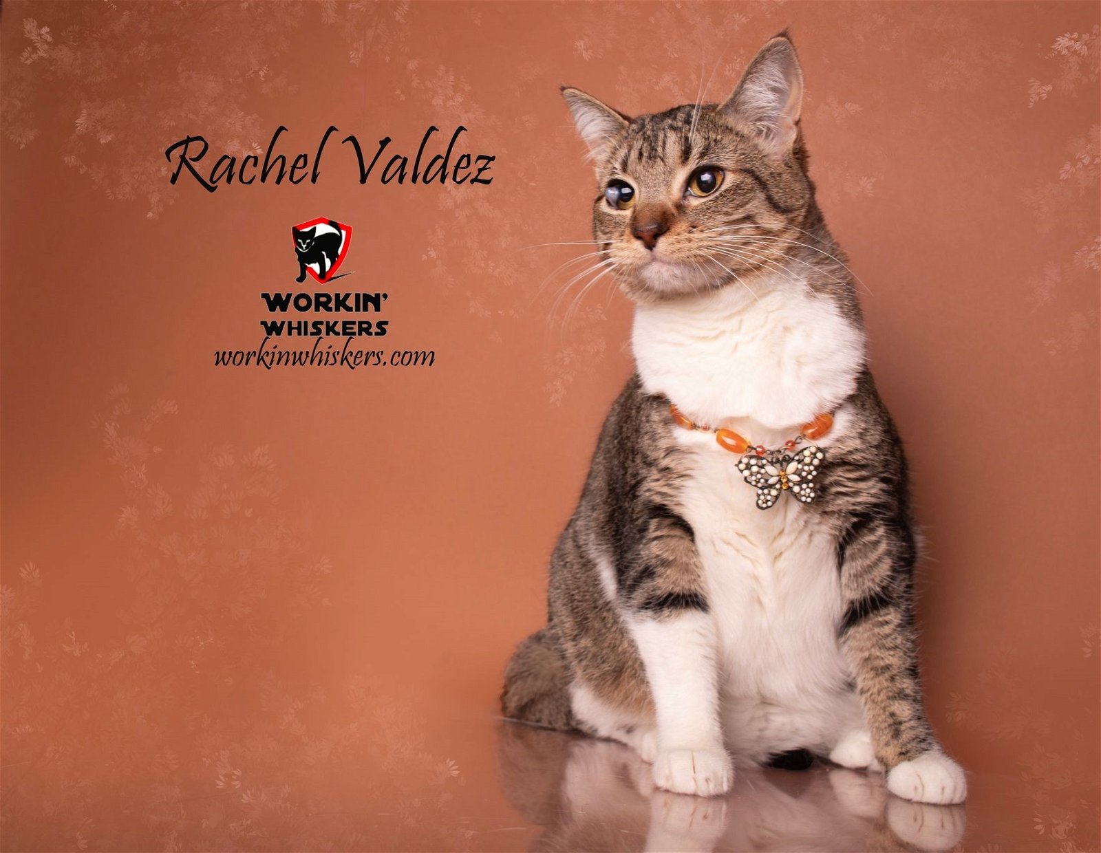 adoptable Cat in Hemet, CA named RACHEL VALDEZ