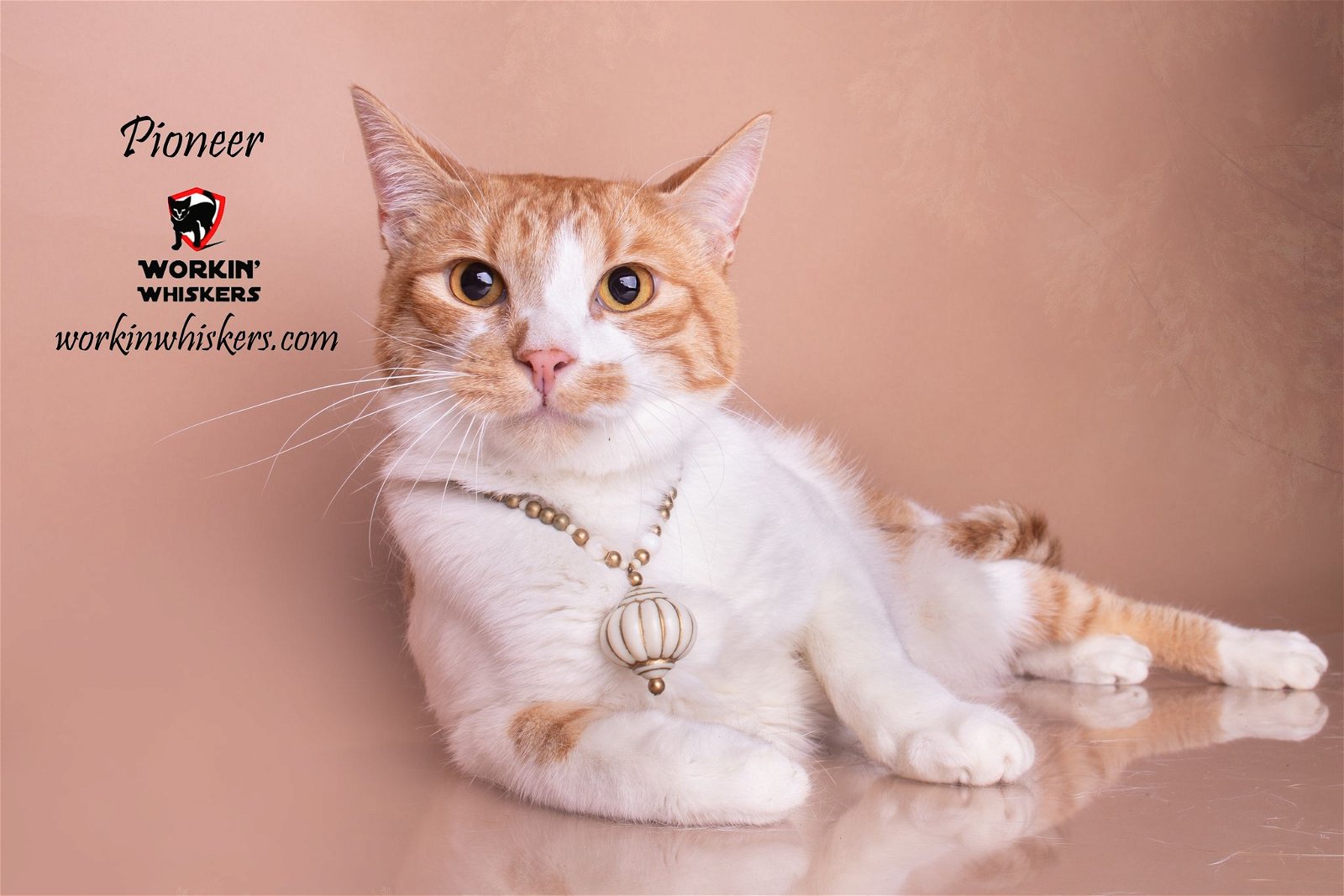adoptable Cat in Hemet, CA named PIONEER