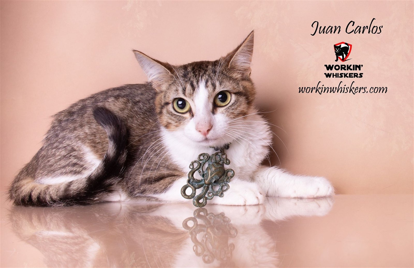 adoptable Cat in Hemet, CA named JUAN CARLOS