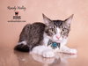 RANDY NEDLEY - Photo 9