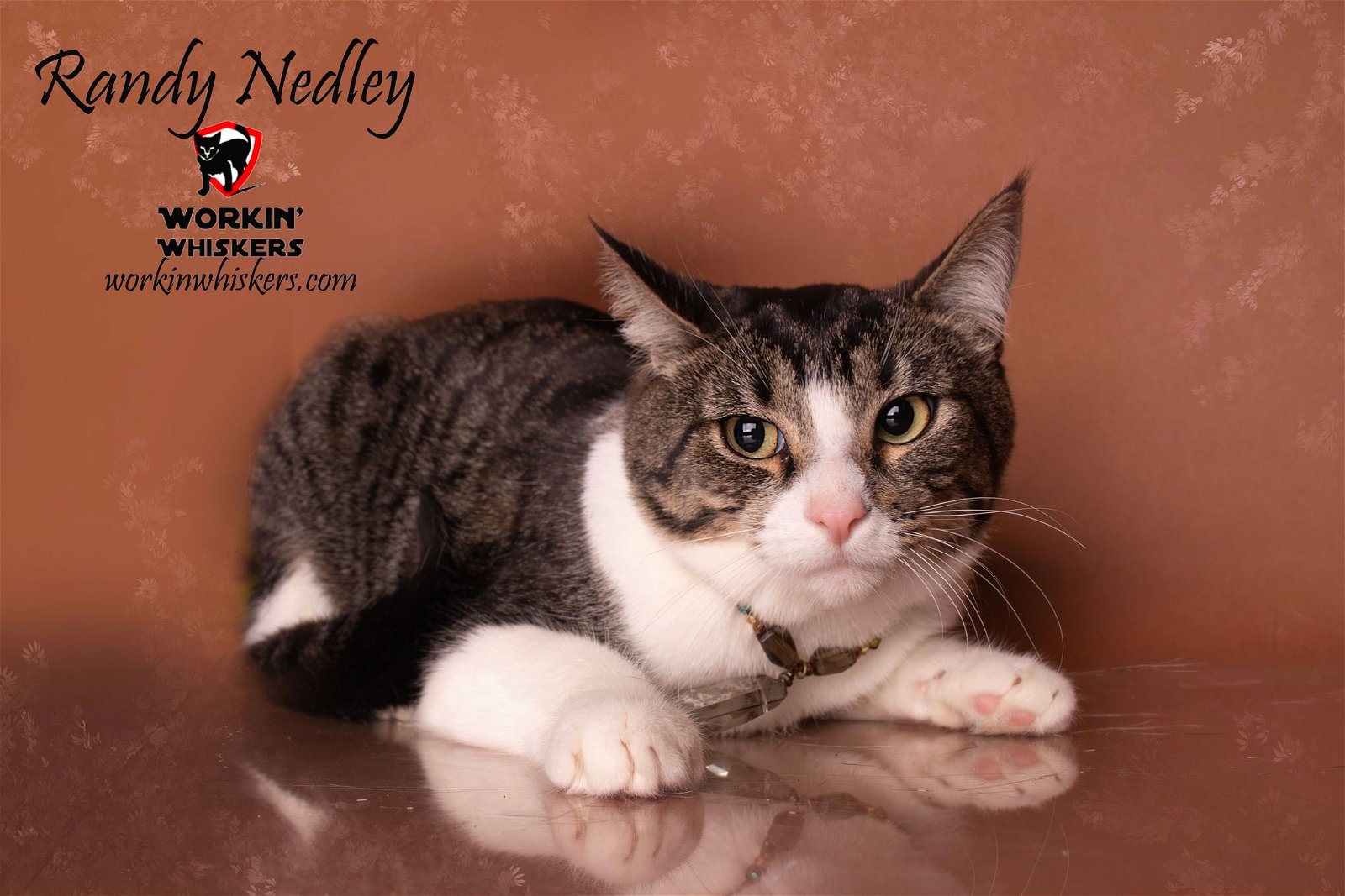 adoptable Cat in Hemet, CA named RANDY NEDLEY