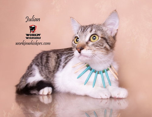 Photo 6 of JULIAN