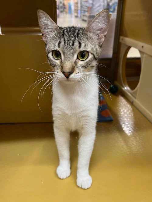 JULIAN - Egyptian Mau / Tabby available for adoption