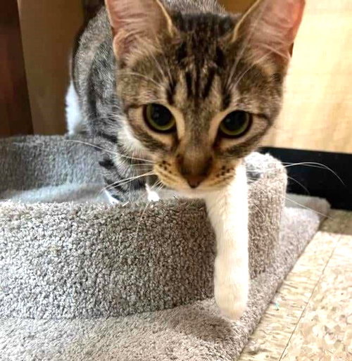 ROSITA BUSTILLOS - Egyptian Mau / Tabby available for adoption