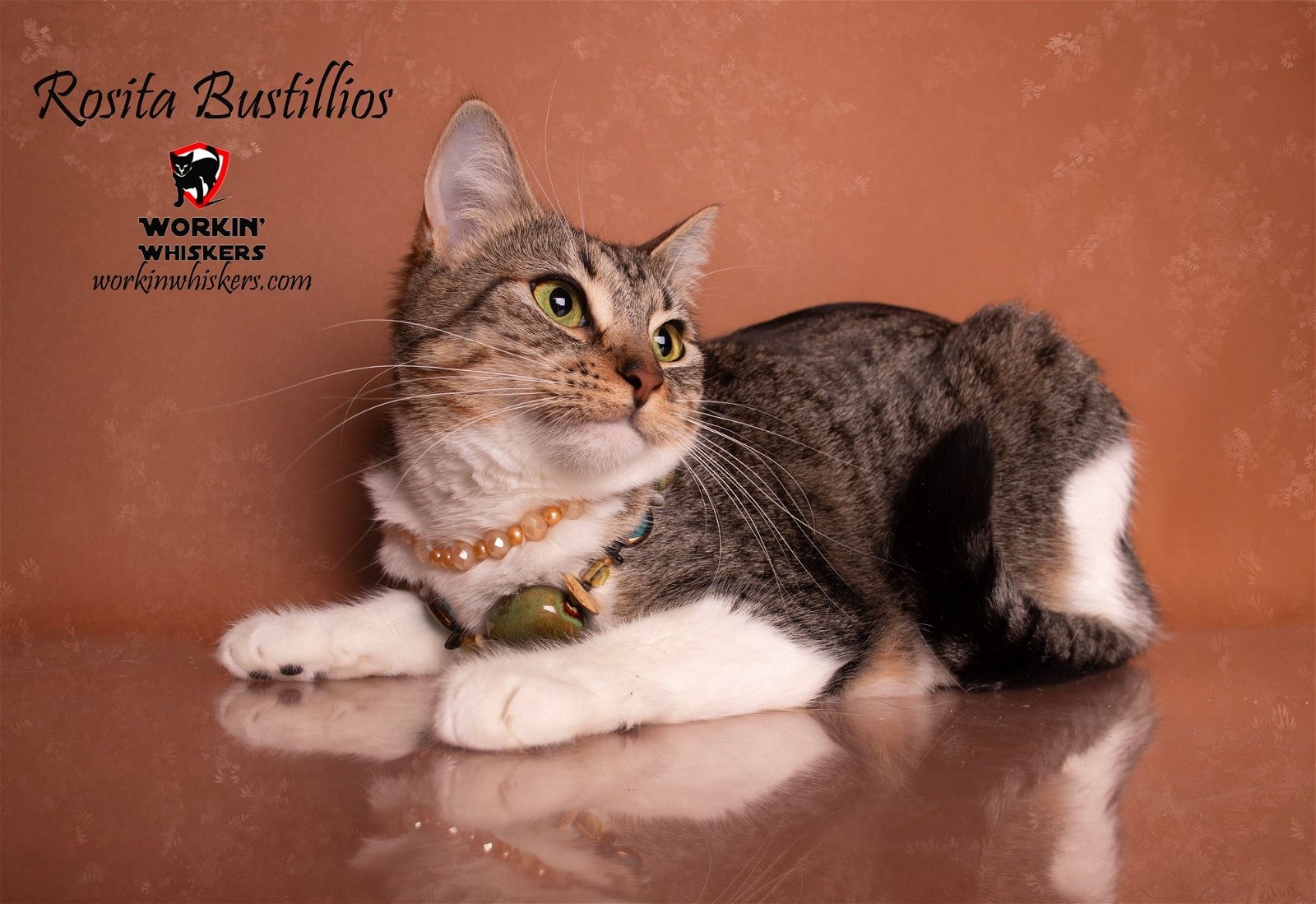 adoptable Cat in Hemet, CA named ROSITA BUSTILLOS