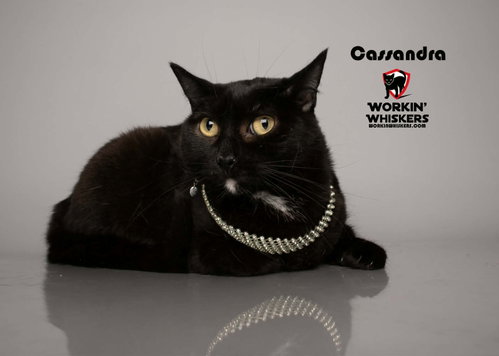 CASSANDRA, Young Bombay / Tuxedo / Mixed (short coat), cat for adoption in Perris, California