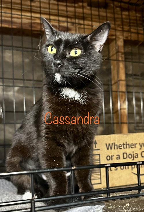 CASSANDRA - Bombay / Tuxedo available for adoption
