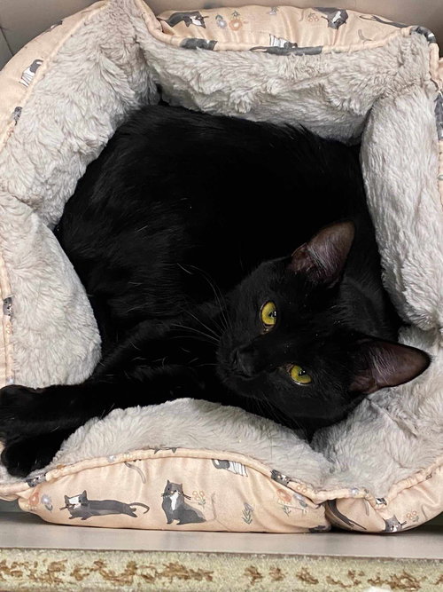 CONI MOMOA - Bombay / Domestic Short Hair available for adoption