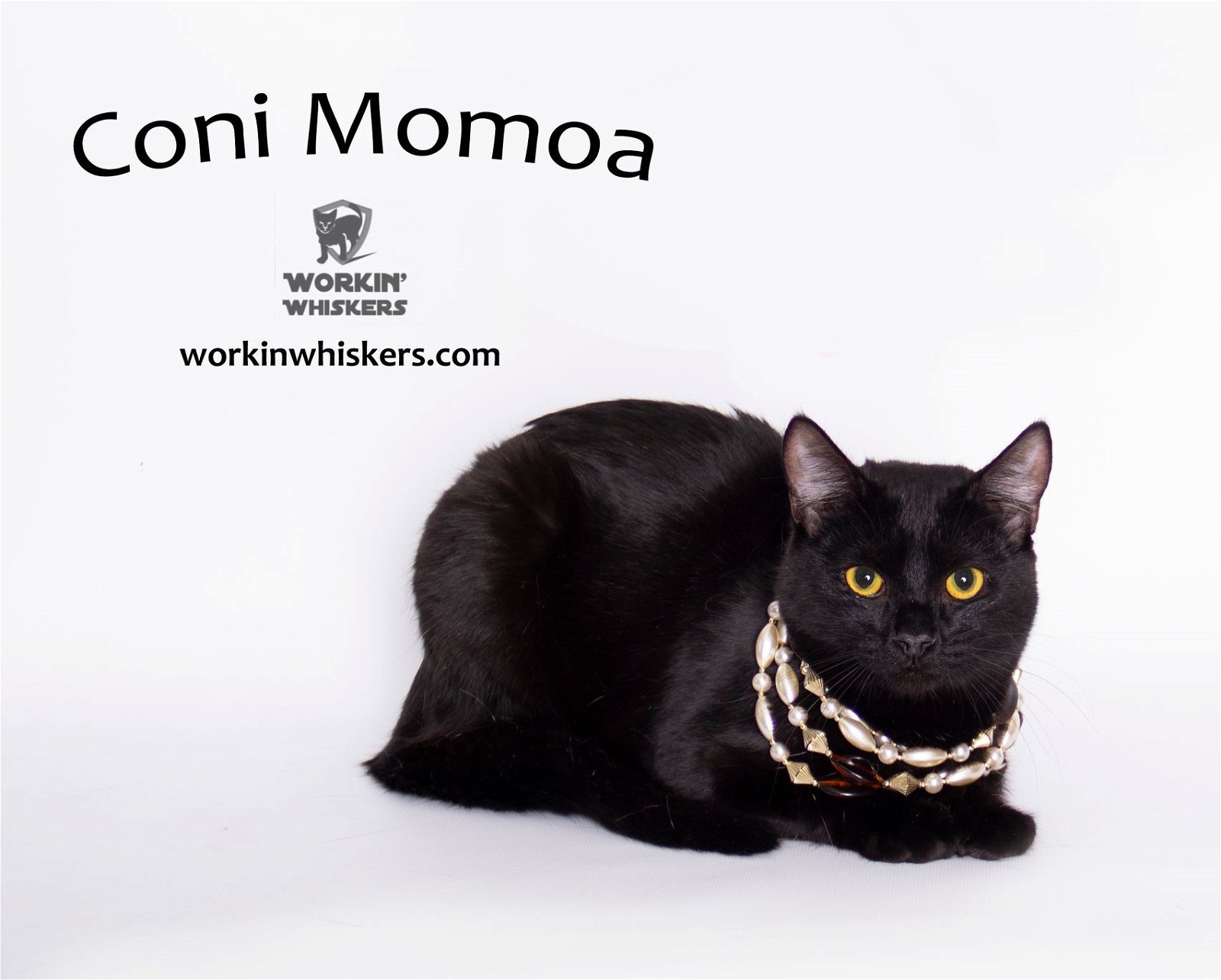 adoptable Cat in Hemet, CA named CONI MOMOA