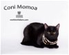 adoptable Cat in hemet, , CA named CONI MOMOA