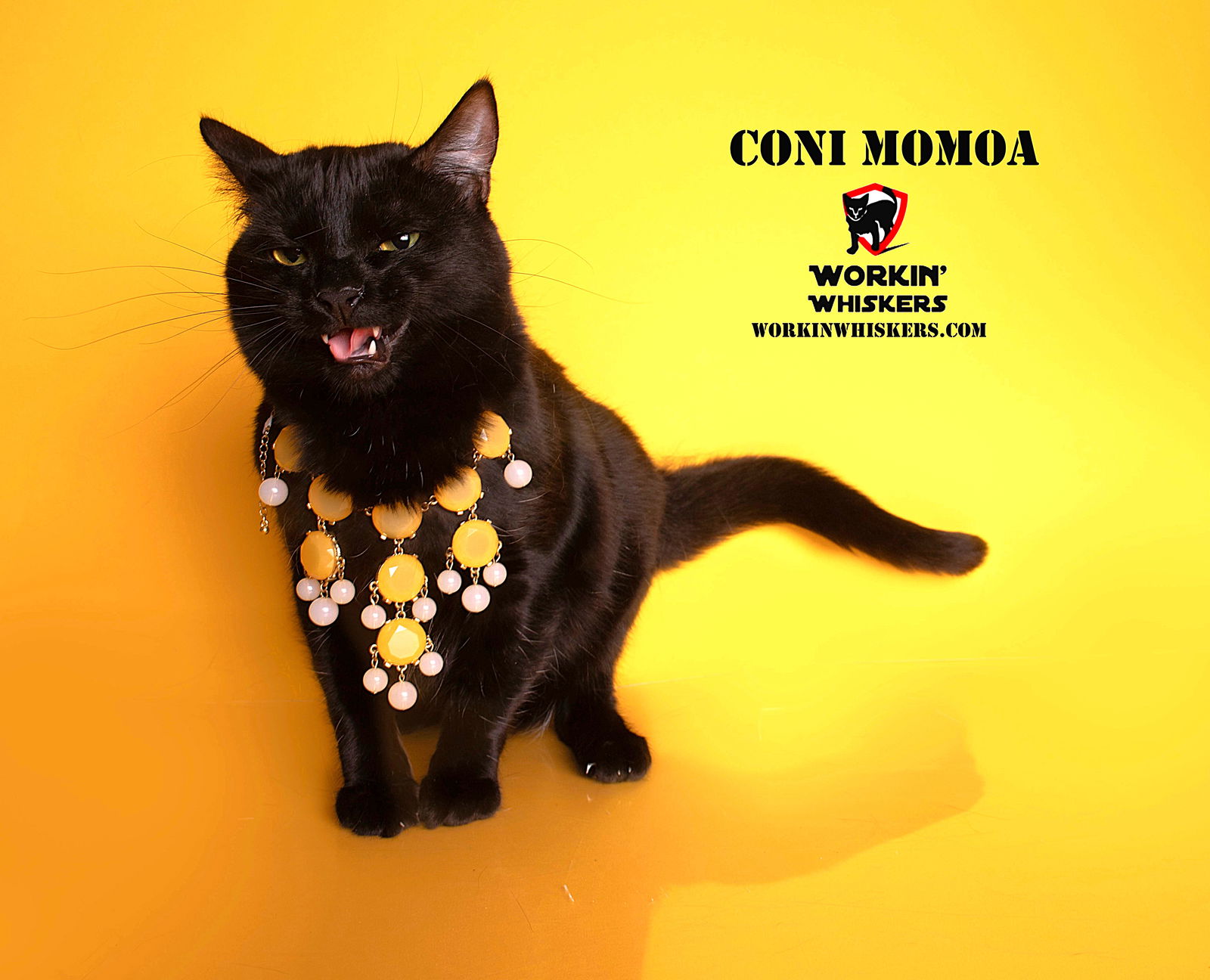 adoptable Cat in Hemet, CA named CONI MOMOA