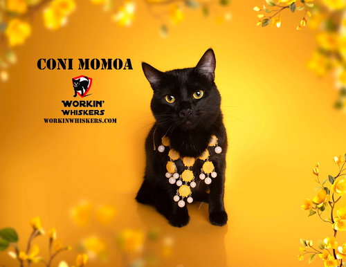 CONI MOMOA - Bombay / Domestic Short Hair available for adoption
