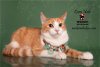 adoptable Cat in hemet, , CA named CORA HALE