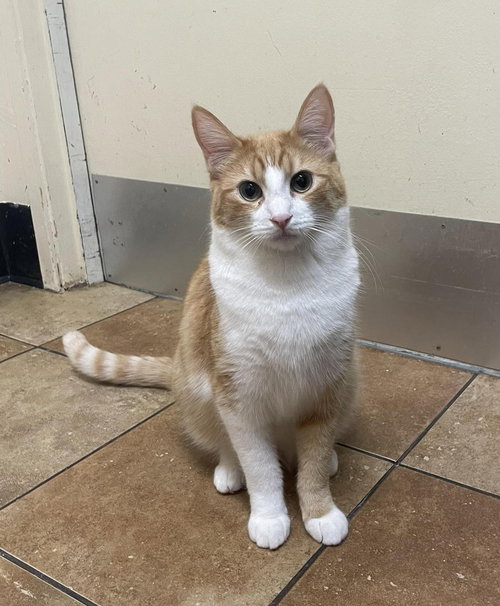 CORA HALE - Tabby / Domestic Short Hair available for adoption