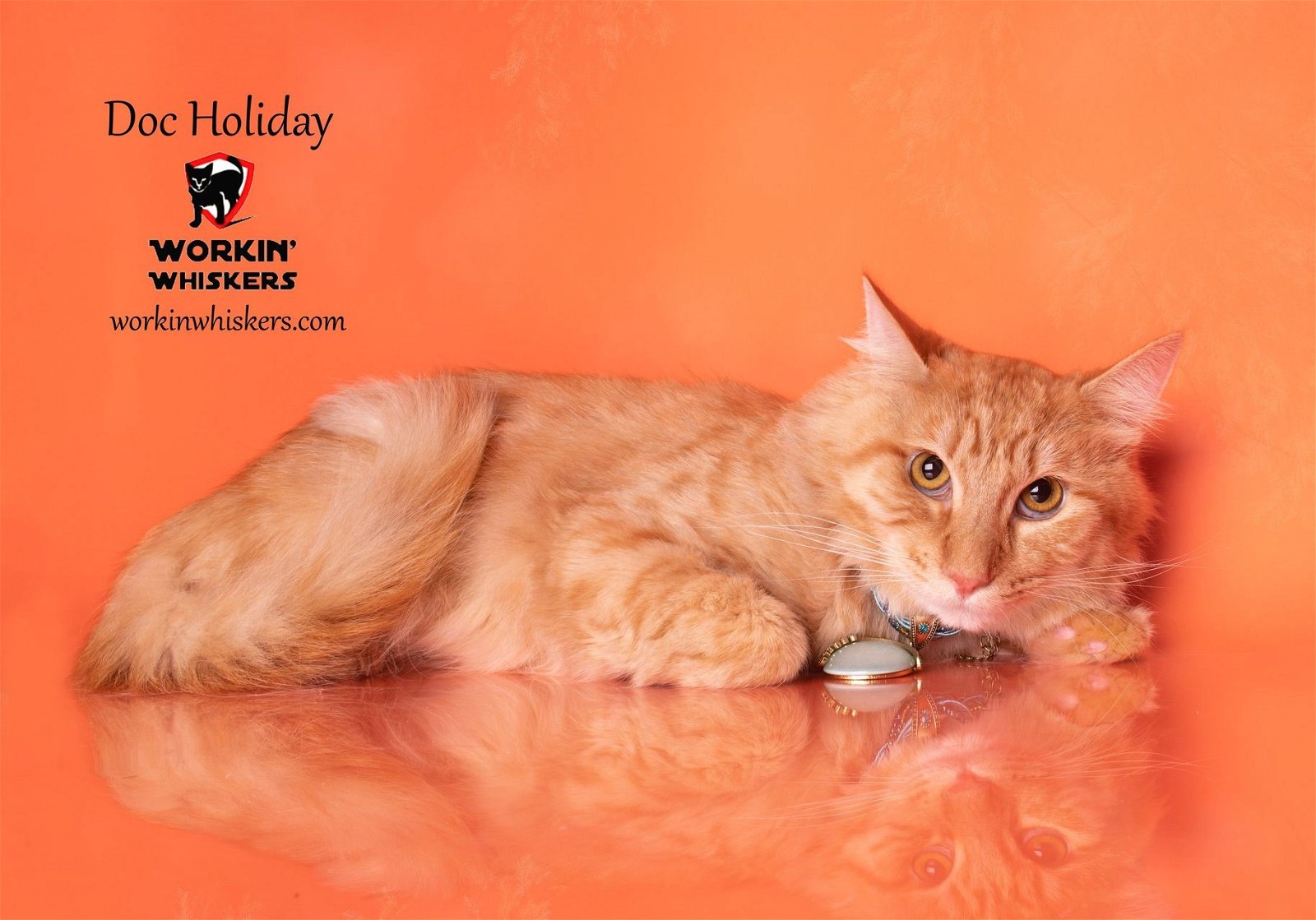 adoptable Cat in Hemet, CA named DOC HOLIDAY