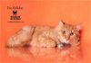 adoptable Cat in hemet, ca, CA named DOC HOLIDAY