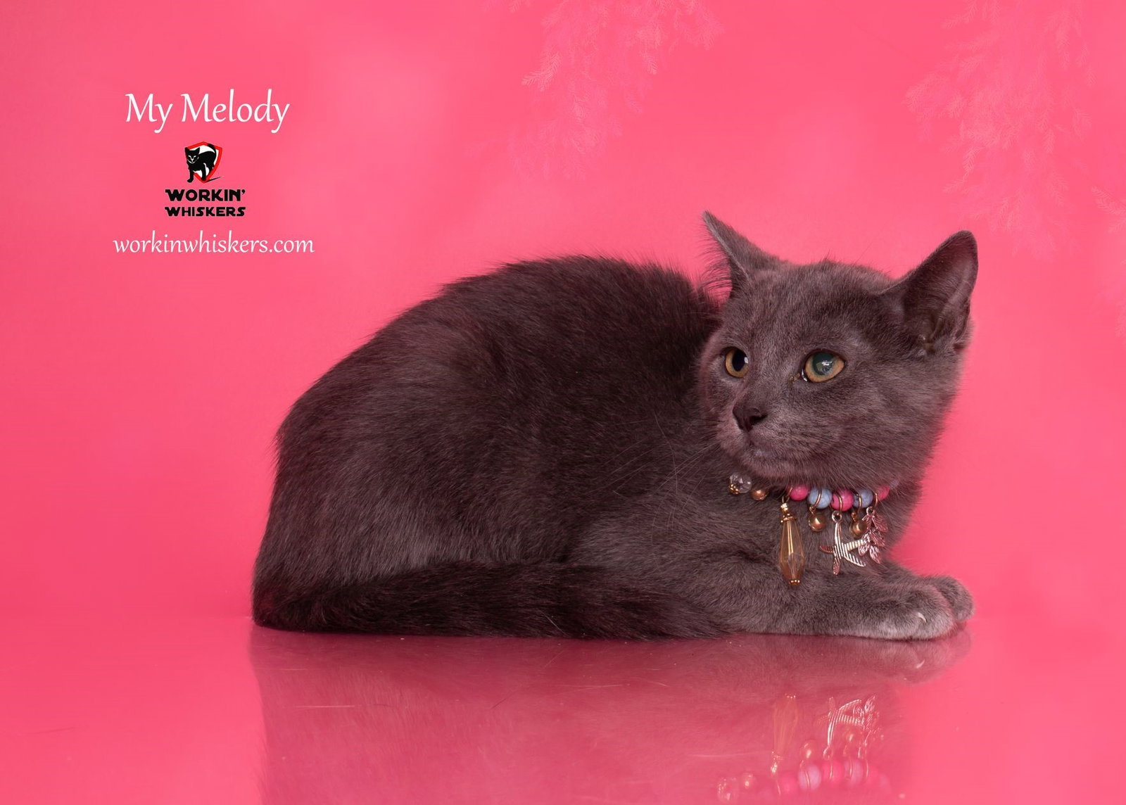 Cats for Adoption in Rancho Santa Margarita, California Alpha Paw