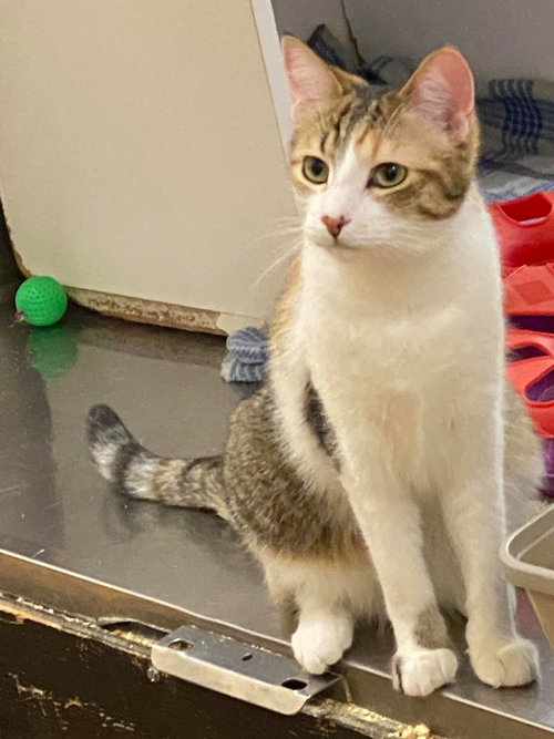 KIRA YUKIMURA - Dilute Calico / Domestic Short Hair available for adoption