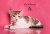 KIRA YUKIMURA - Photo 11