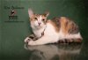adoptable Cat in hemet, CA named KIRA YUKIMURA