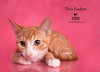 THEO RAEKEN - Photo 7