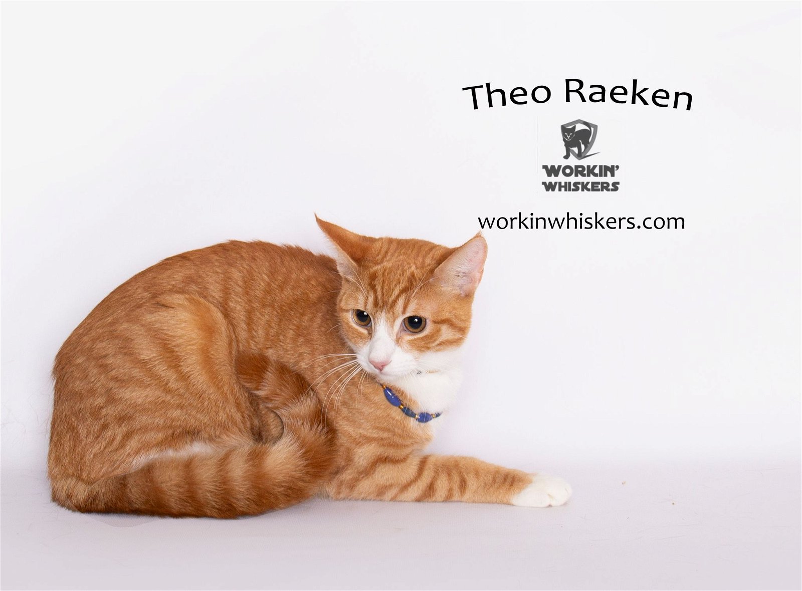adoptable Cat in Hemet, CA named THEO RAEKEN