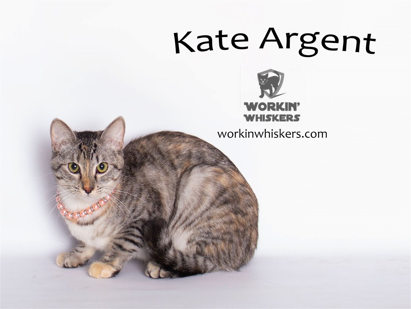 adoptable Cat in Hemet, CA named KATE ARGENT