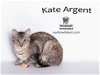 adoptable Cat in  named KATE ARGENT