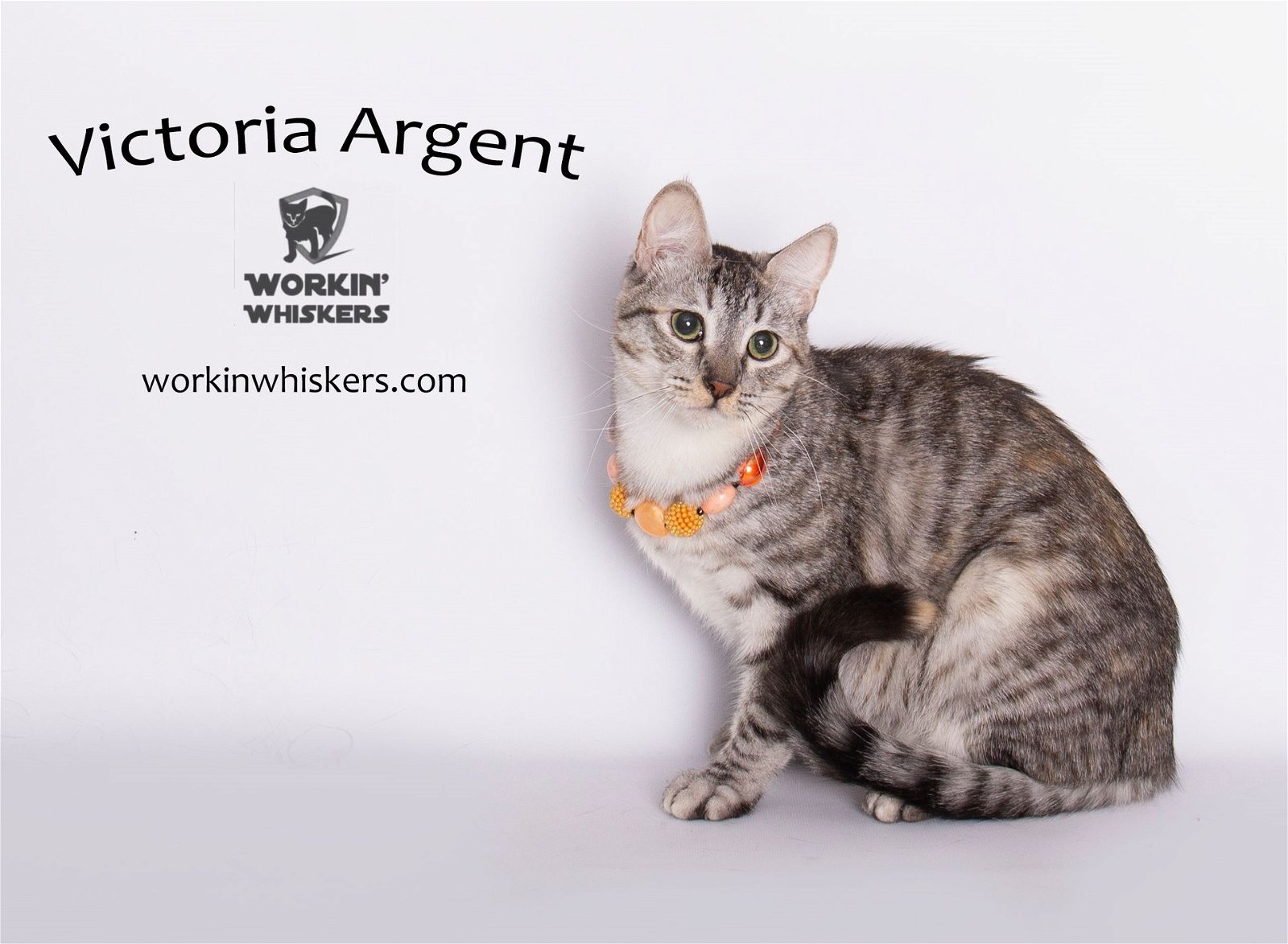 adoptable Cat in Hemet, CA named VICTORIA ARGENT
