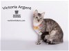 adoptable Cat in  named VICTORIA ARGENT