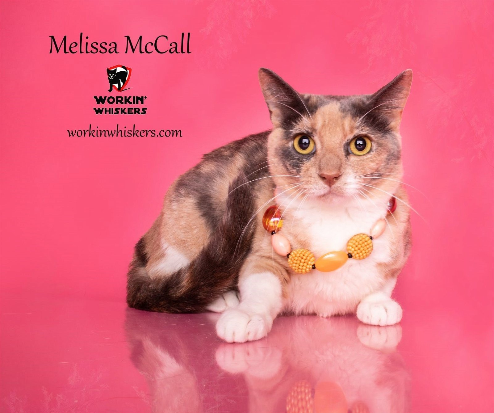 adoptable Cat in Hemet, CA named MELISSA McCALL