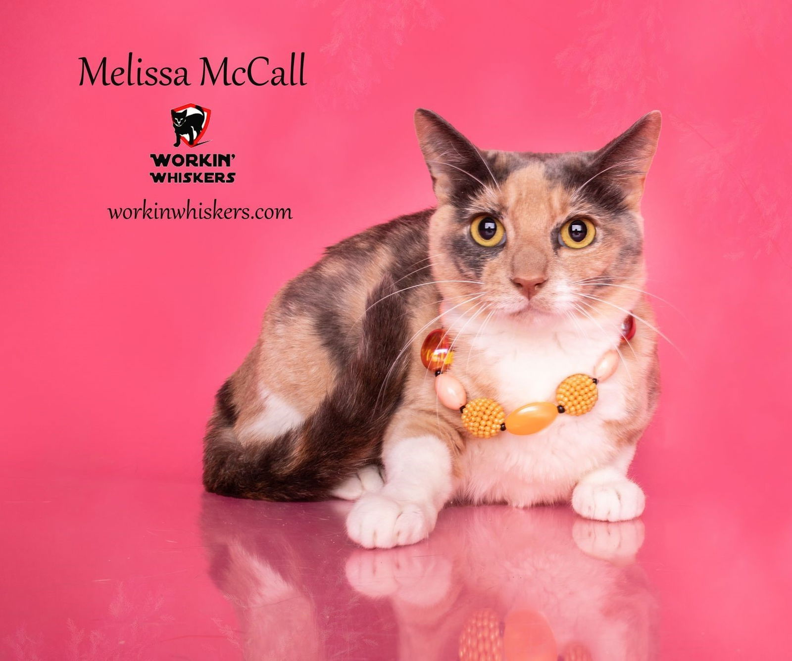 adoptable Cat in Hemet, CA named MELISSA McCALL