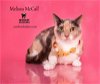 adoptable Cat in  named MELISSA McCALL