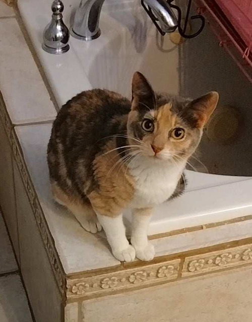 MELISSA MCCALL - Dilute Calico / Domestic Short Hair available for adoption