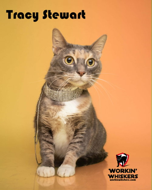 TRACY STEWART, a cat for adoption from Workin' Whiskers