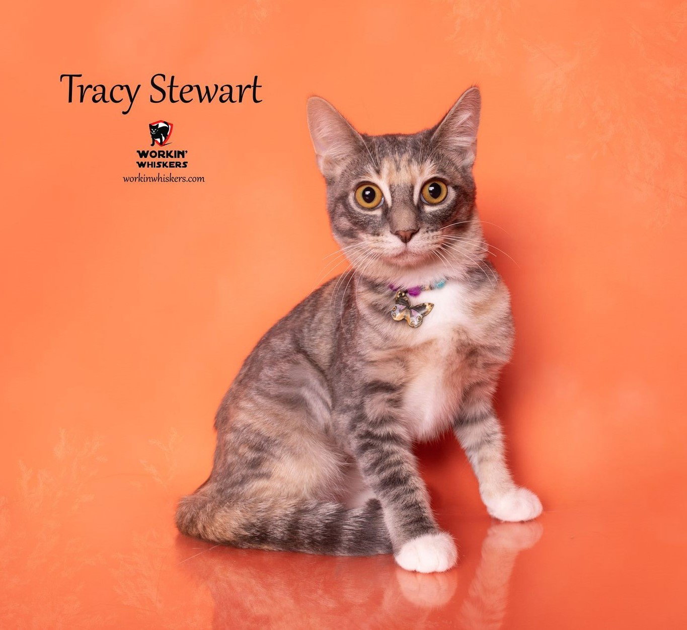 Cats for Adoption in Palm Desert, California Alpha Paw