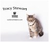 adoptable Cat in hemet, CA named TRACY STEWART