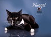 NUGGET - Photo 6