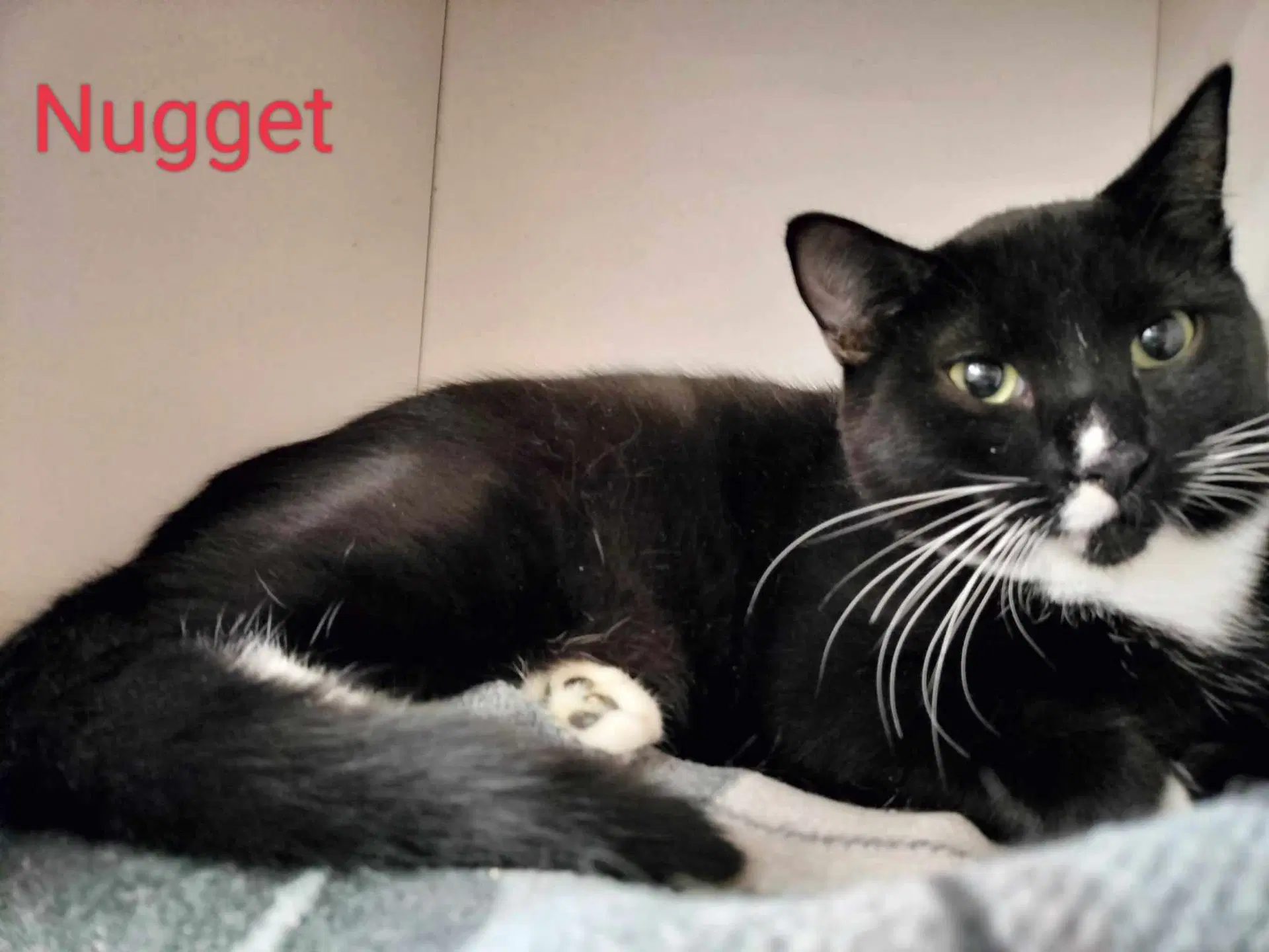 Nugget image 2