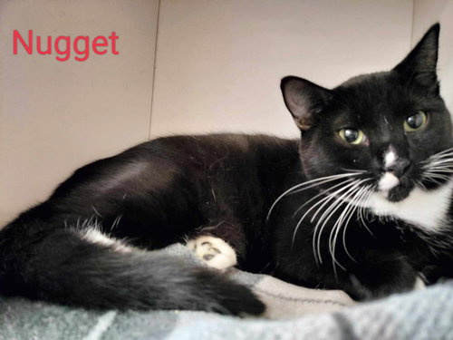 NUGGET - Tuxedo / Domestic Short Hair available for adoption